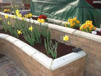 daffodils and primulas planted in walls